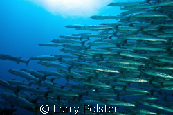 School of Zebra Baracuda in Bohol, D300, Sigma 14mm by Larry Polster 
